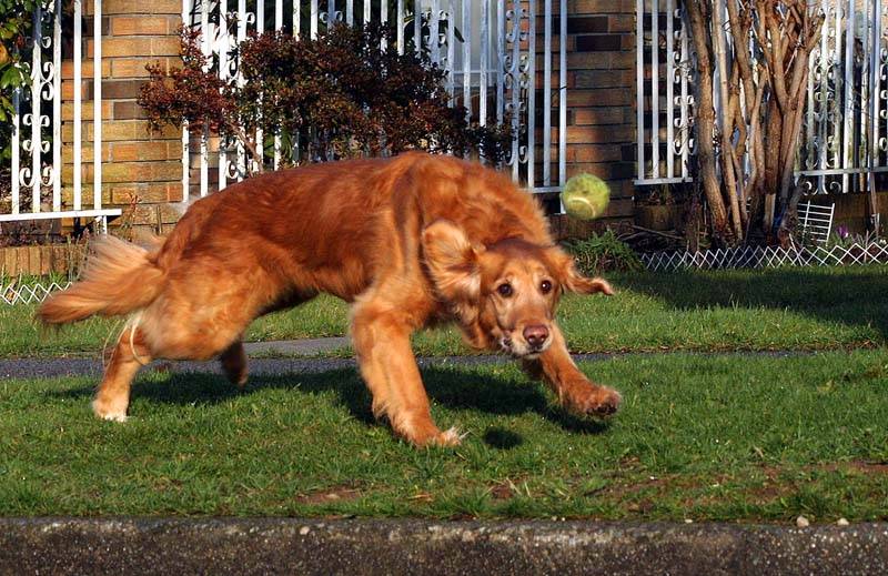 Dog and Ball2 (*)