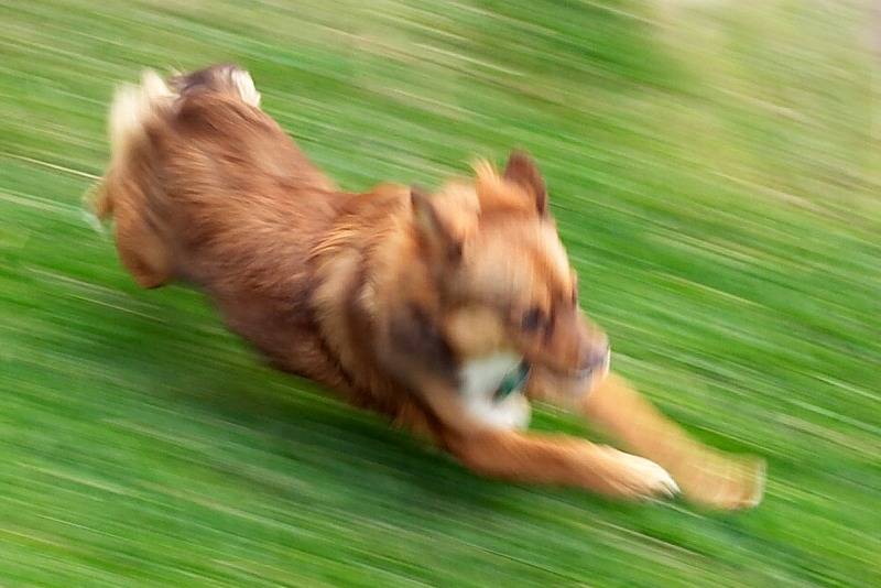 Run FAST