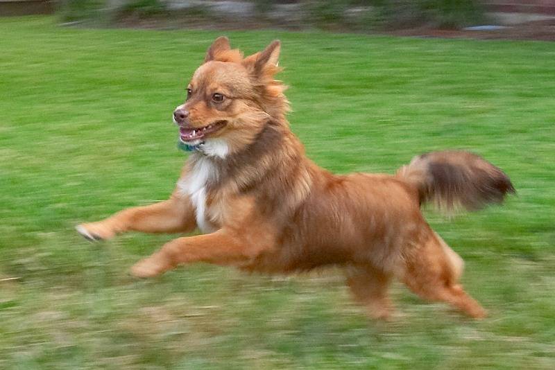 Leap
