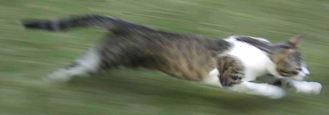 Attack!