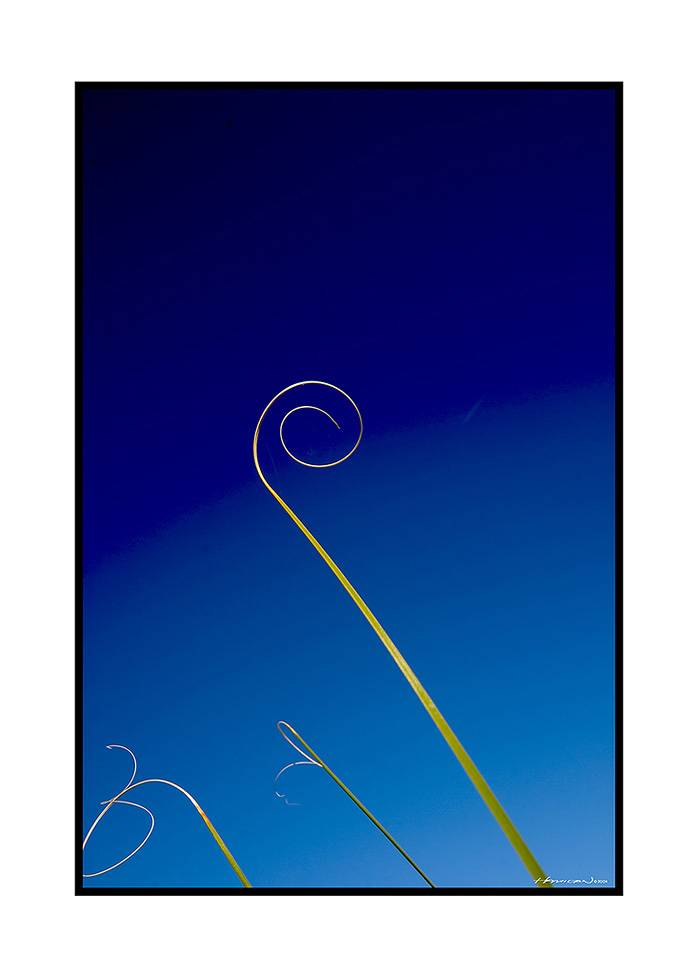 Desert Grass * by Mooseknuckle