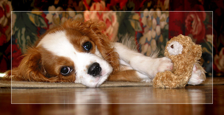<B>His Favorite Toy</b>