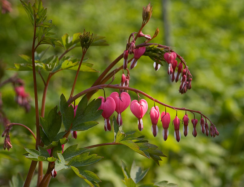 <b>in the garden*</b>