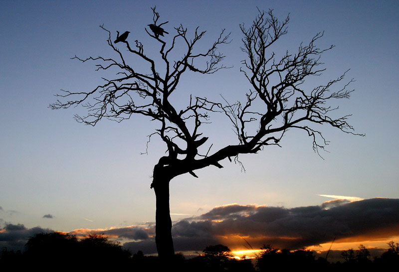 Devoted Crows*