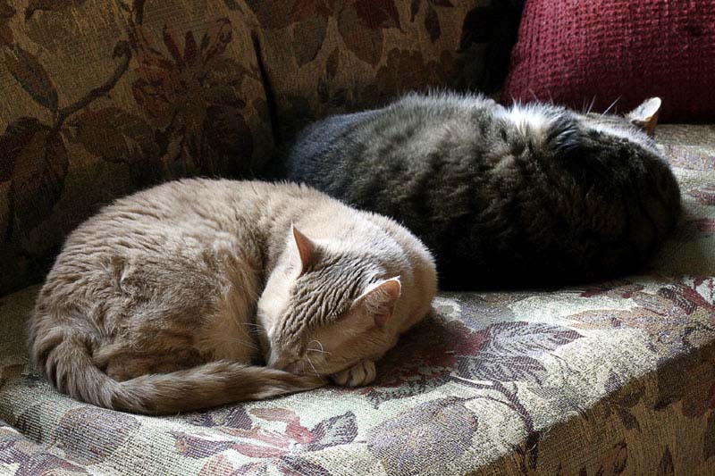 Snooze Buddies