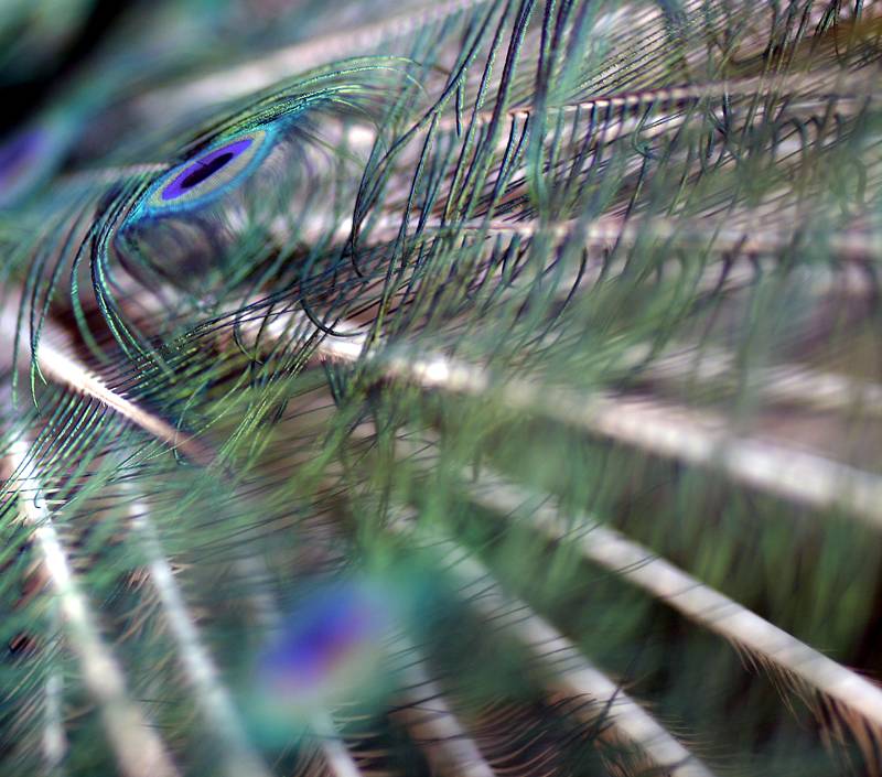 Eye
