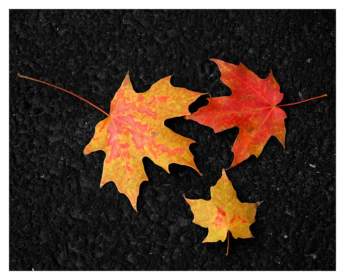 Autumn Colors