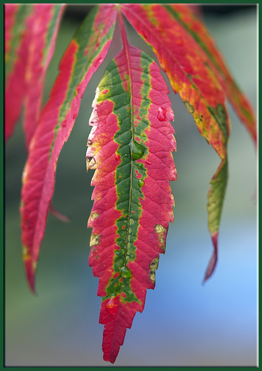 Design of Nature *