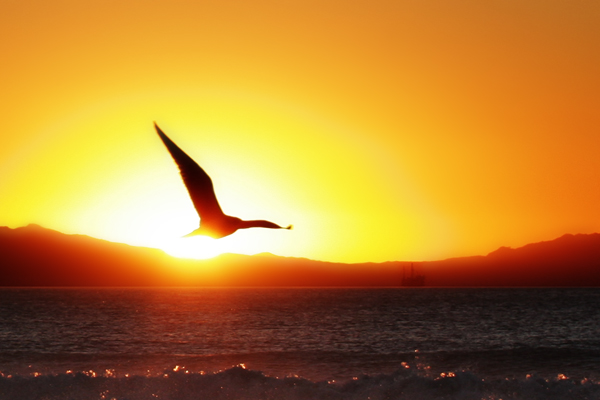Sunbird by Jeff Hall