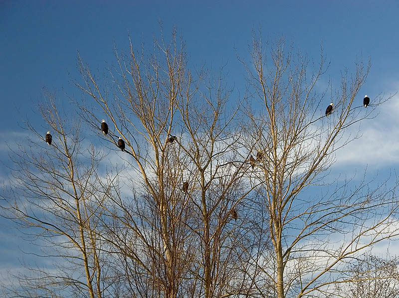A Gathering of Eagles