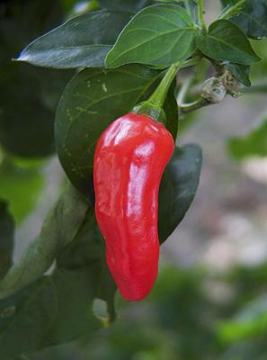 Red Hot Chili Pepper *