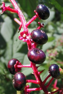 Pokeberries *
