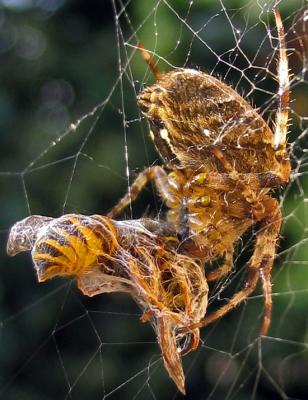 Spider and Wasp - only one survive