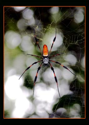 Banana Spider Waiting for Prey *
