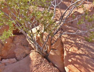 desert_scrub_crop.jpg