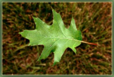 The way of the leaf*