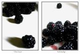 Berries as Society