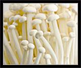 Japanese Enoki mushrooms