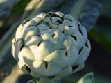 Garden Artichoke