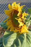 Sunflower Seed Factory