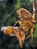 Spider and Wasp - only one survive