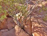 desert_scrub_crop.jpg