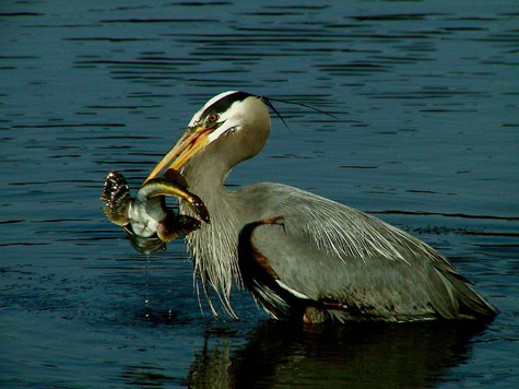 Fresh Fish for Supper