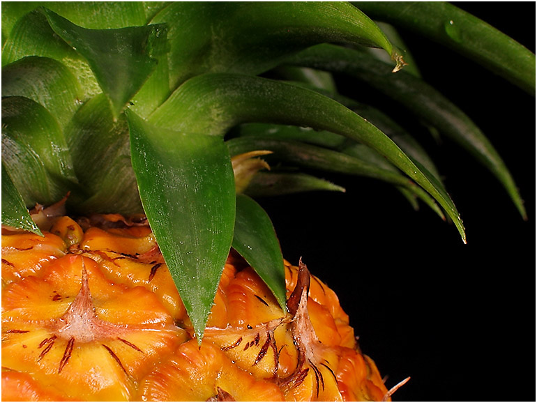 Pineapple *