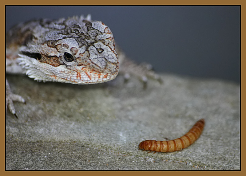 Meal Worm  *