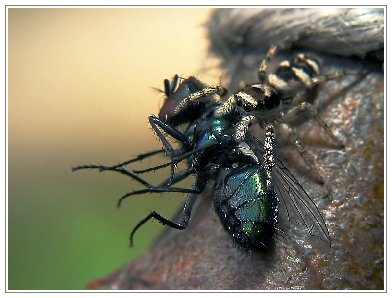Greedy Spider (*)