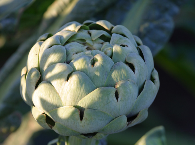 Garden Artichoke