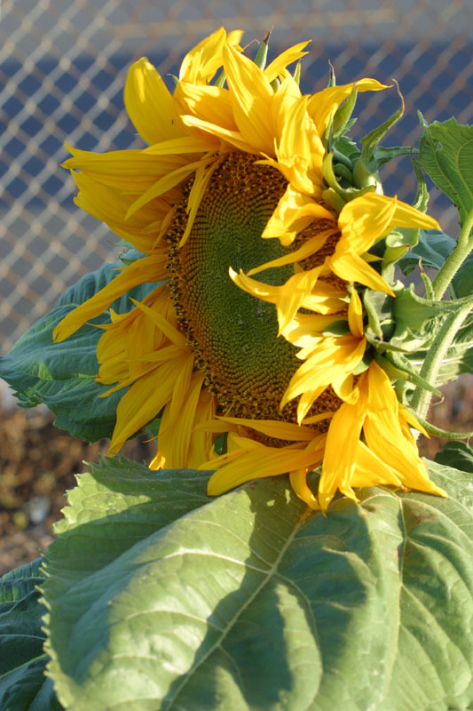 Sunflower Seed Factory