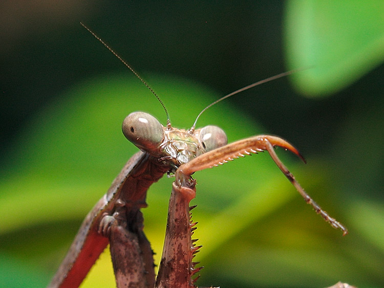 Eighth Place - Bond, Mantis Bond *