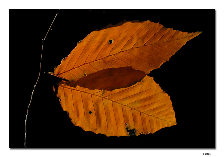 Beech Leaves<br>IMG_4664w.jpg