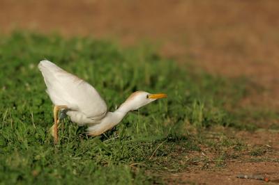Cattle Egret hunting Dragonflies
