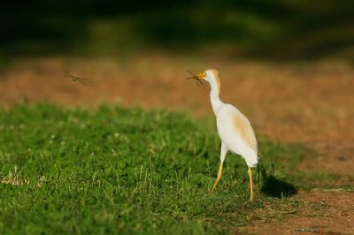 Cattle Egret hunting Dragonflies