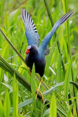 Purple Gallinule