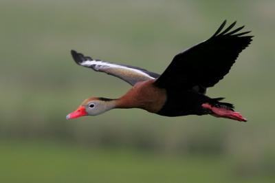 Black-bellied Whistling-Duck