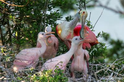 Roseate Spoonbill