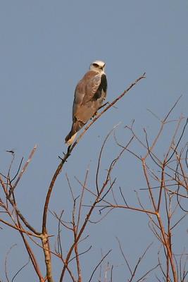 White-tailed Kite