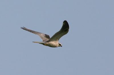 White-tailed Kite