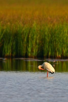 White Ibis