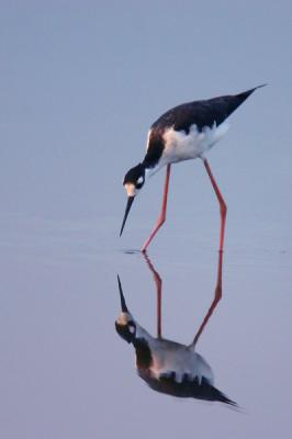 Black-necked Stilt