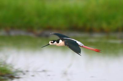 Black-necked Stilt