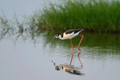 Black-necked Stilt