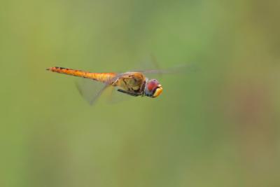 Wandering Glider