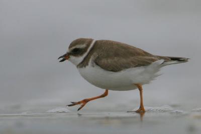 Semipalmated Plover