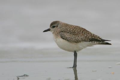 Black-bellied Plover