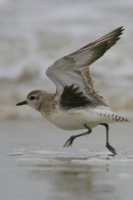 Black-bellied Plover