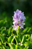 Water Hyacinth